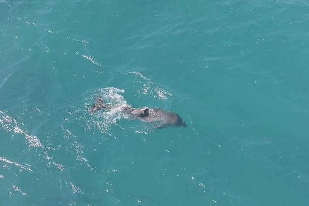 "제주 남방큰돌고래, 폐어구 벗어나려다 등지느러미 잘려"