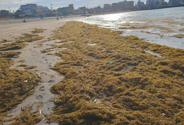 제주 북부해안 괭생이모자반 635톤 유입…전년 대비 11배 ↑ 
