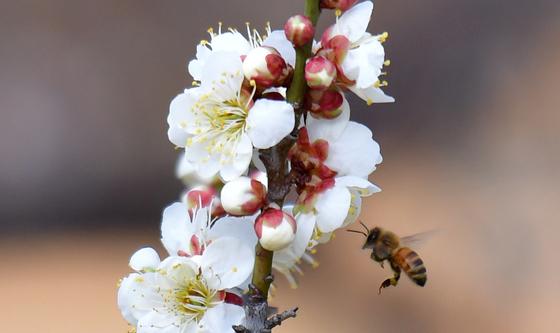 봄 외출 나온 꿀벌