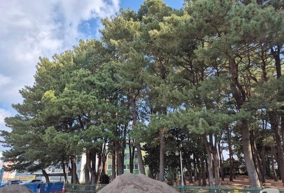 원안 유지·도로 축소·공원화…서귀포우회도로 3개 대안 마련