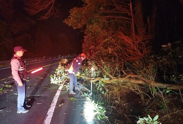 나무 쓰러지고 건물 외벽 떨어지고…제주 강풍 피해 잇따라