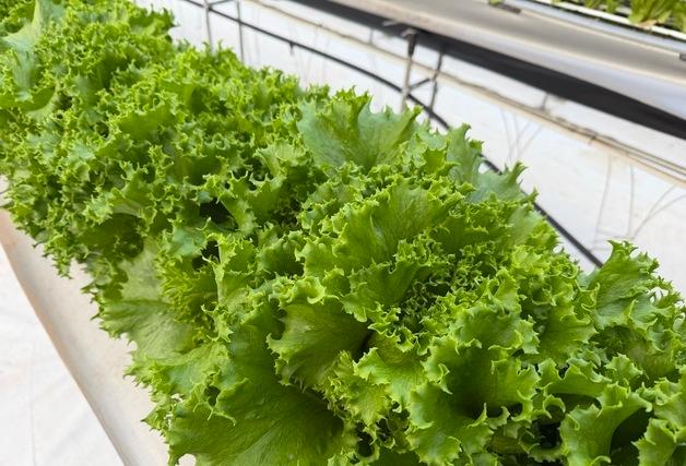 "아삭하고 부드러워" 유럽상추, 제주서 새로운 쌈채소로 주목