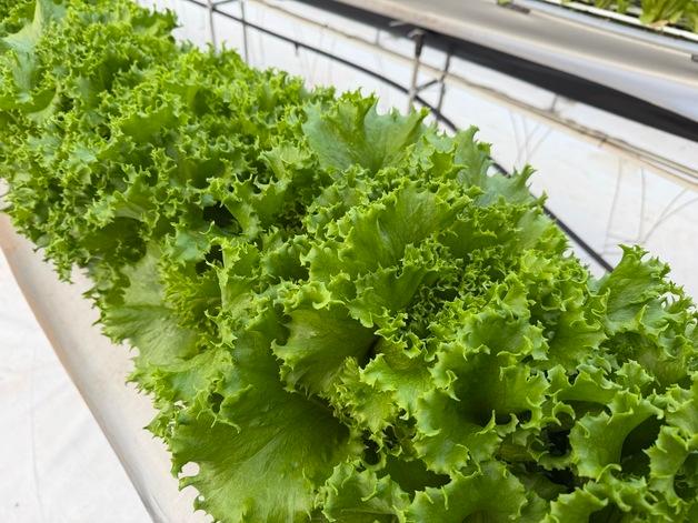 "아삭하고 부드러워" 유럽상추, 제주서 새로운 쌈채소로 주목