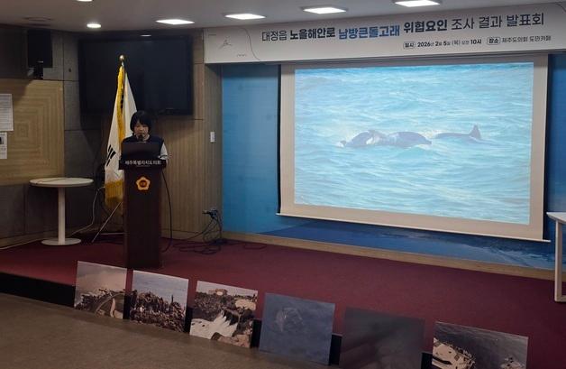 낚싯줄에 걸리고 선박에 시달리고…위협받는 제주남방큰돌고래
