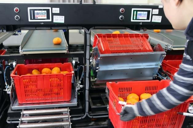 [르포] "레드향 맛 올랐는데 값 떨어져 아쉬움"…본격 출하 작업 분주