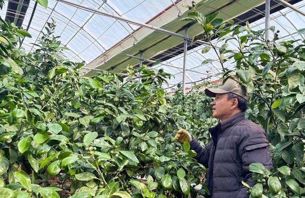 "3주 7000리터 쓰는데 접어야 하나"…등유값도 뛰자 제주 감귤 농가 '시름'