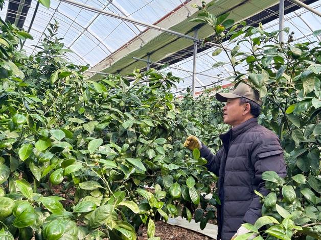 "3주 7000리터 쓰는데 접어야 하나"…등유값도 뛰자 제주 감귤 농가 '시름'