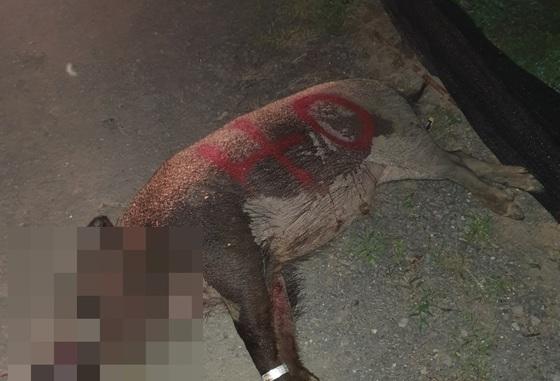 260㎏ 초대형도 잡혔다…"번식기 앞둔 제주 산간 멧돼지 주의"