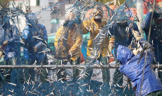 부산 대변항 멸치털이 진풍경