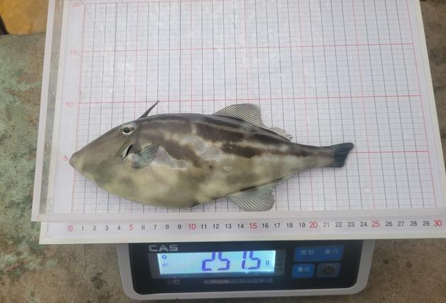 "수온 28도에도 생존"…제주, 고수온 맞춤형 양식어종 '말쥐치' 출하