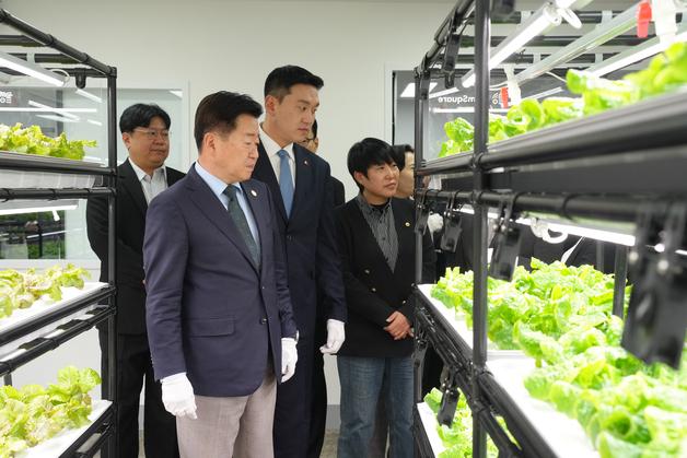 스마트팜에서 키운 상추 판매·나눔…제주, 생산형 노인일자리 주목