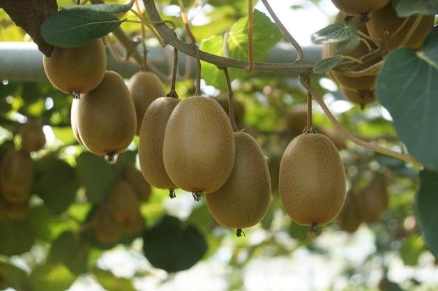 제주 키위 수출단지 조성…2030년 수출 물량 500톤 목표