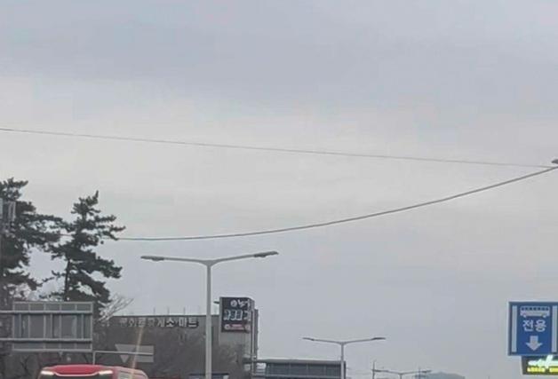 제주서 말 1마리 활보 소동…신고 20분 만에 포획