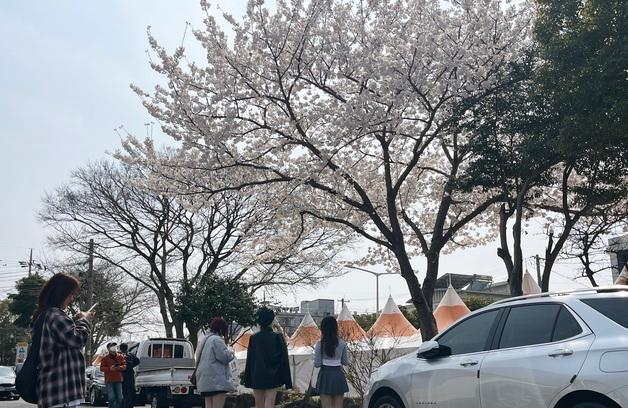 벚꽃 없는 제주 벚꽃축제…'나 홀로' 만발한 벚나무 눈길 