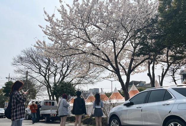 벚꽃 없는 제주 벚꽃축제…'나 홀로' 만발한 벚나무 눈길 