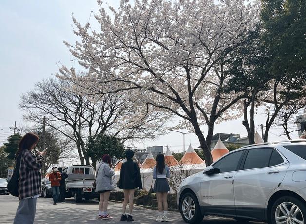 벚꽃 없는 제주 벚꽃축제…'나 홀로' 만발한 벚나무 눈길 