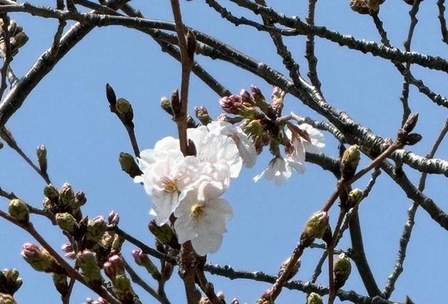 제주 벚나무 개화…"평년보다 3일 늦어"