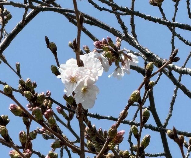제주 벚나무 개화…"평년보다 3일 늦어"