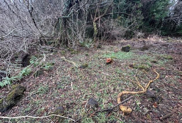 "제주시 소나무재선충병 방제 과정서 희귀식물 훼손"