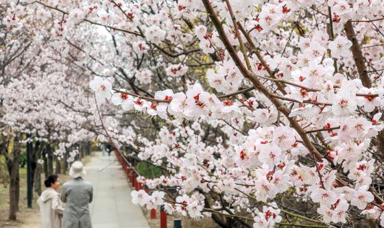 평년보다 빠르게 핀 '벚꽃'
