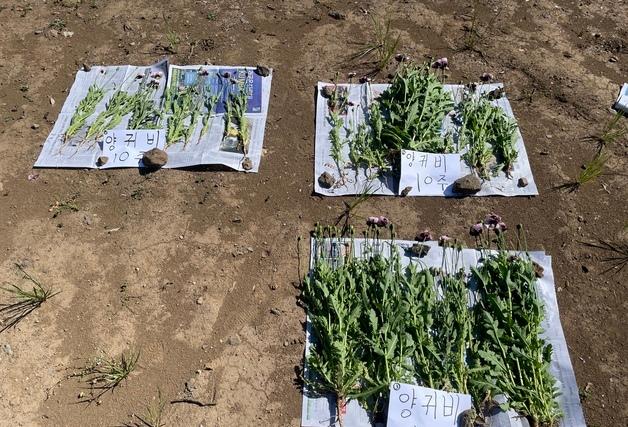 제주해경 "양귀비, 관상용과 혼동마세요"…집중 단속