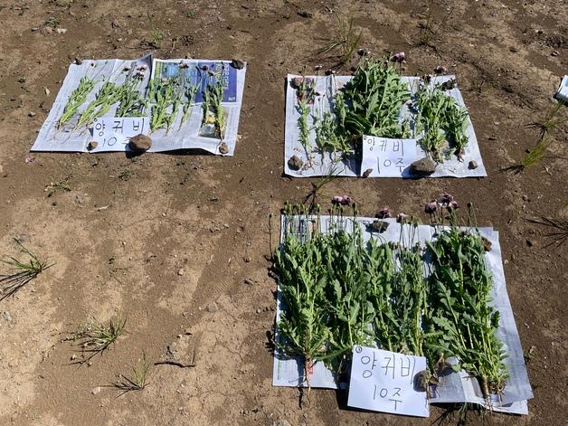 제주해경 "양귀비, 관상용과 혼동마세요"…집중 단속