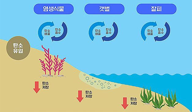 제주도, 기업 ESG 경영 연계 '해양 생태계 복원' 나선다