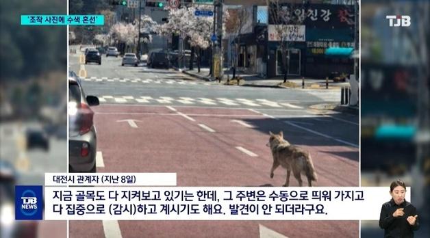 "대전 오월드 탈출 '늑구' 횡단보도 배회 장면, AI 조작"…사진 곳곳 오류