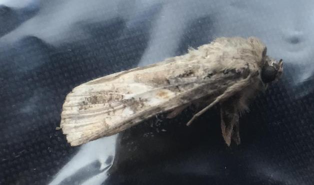 제주서 올해 첫 열대거세미나방 발견…"방제 놓치면 농사 망친다"