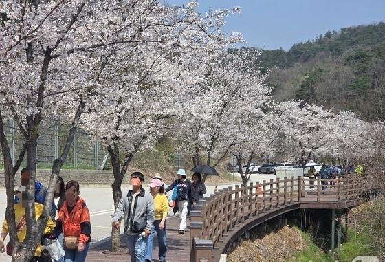 '벚꽃터널'부터 '튤립물결'까지…전국 곳곳 화사한 봄나들이(종합)