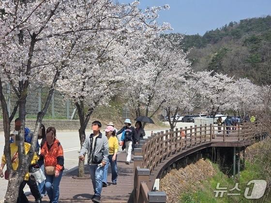 '벚꽃터널'부터 '튤립물결'까지…전국 곳곳 화사한 봄나들이(종합)