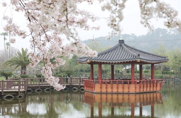 제주 봄은 아직 가지 않았다…애월 연화못에 남은 벚꽃의 시간