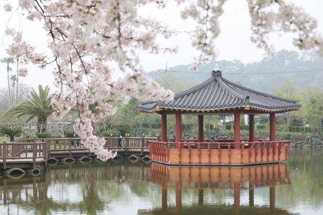 제주 봄은 아직 가지 않았다…애월 연화못에 남은 벚꽃의 시간