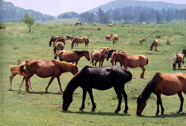 제주 전통 식자원 제주마·병귤·양애·파초 '맛의 방주' 신규 등재