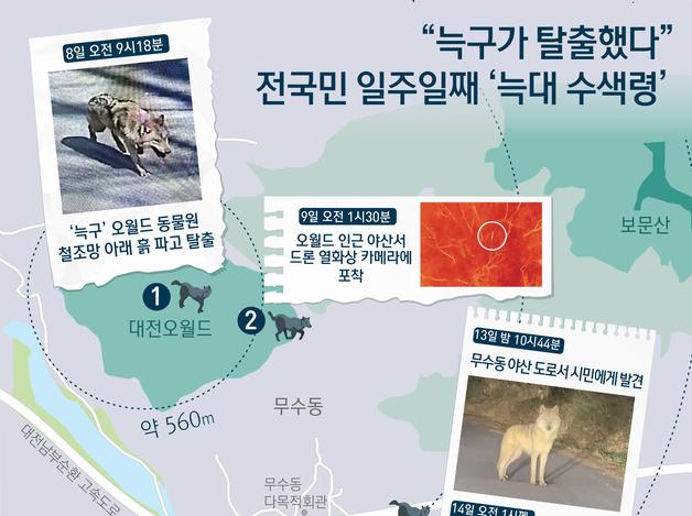 "늑구가 탈출했다"…전국민 일주일째 '늑대 수색령'