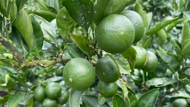 올해산 '풋귤' 8월부터 출하…출하농장 모집