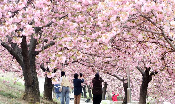 '겹벚꽃 꽃대궐'