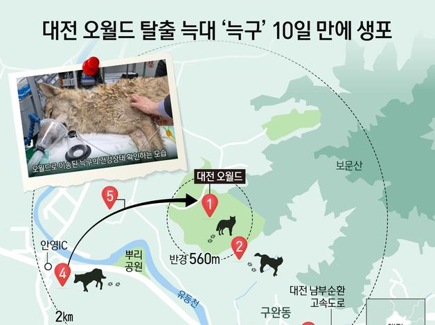 대전 오월드 탈출 늑대 '늑구' 10일 만에 생포