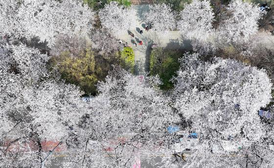 내일 '먼지 속 봄비' 최대 150㎜·서울 20㎜…강풍에 곳곳 벚꽃엔딩