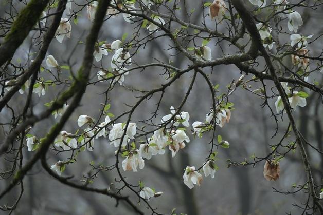 제주 한라산서 다시 핀 300년 된 목련…살아있는 산림유산