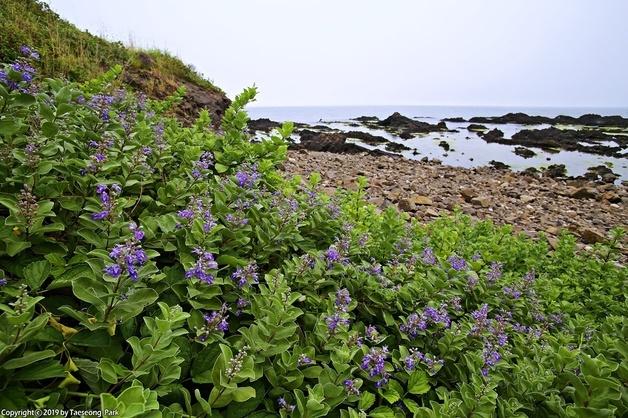 제주, '염생식물 군락지 조성' 본격화…"탄소 흡수·생태계 복원"