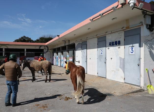 금지약물 논란 마사회 제주본부 "경주 전 약물검사 의무화"