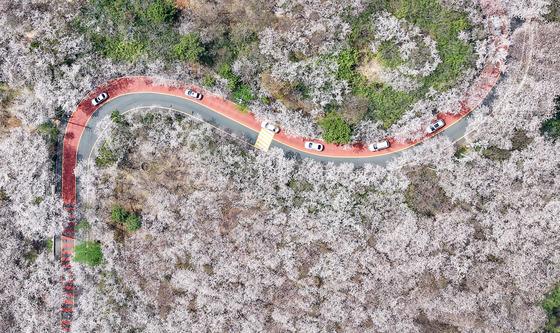 봄이 만든 벚꽃길 풍경