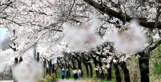 식목일 앞두고 주말 봄비…제주 150㎜·수도권 40㎜ '벚꽃엔딩'