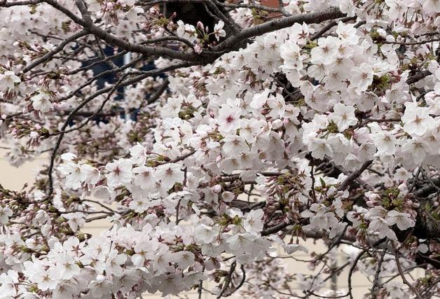 만발하자마자 '벚꽃엔딩'?…제주 시간당 10~30㎜ 요란한 '밉상 봄비'