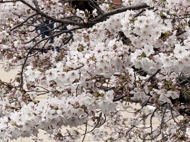 만발하자마자 '벚꽃엔딩'?…제주 시간당 10~30㎜ 요란한 '밉상 봄비'