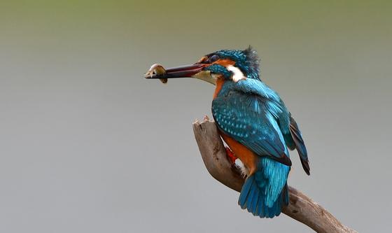 물총새 '물고기 사냥'