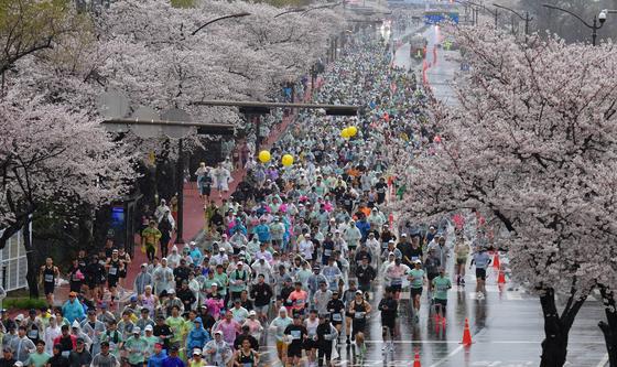 '벚꽃 아래서 달리는 마라톤'