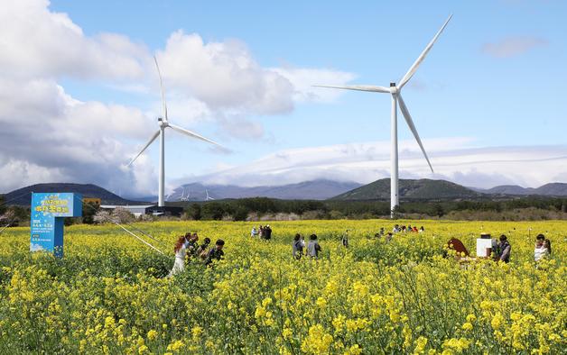 바람 따라 벛꽃·유채꽃 물결 '일렁'…서귀포유채꽃축제 '웃음꽃'도 활짝