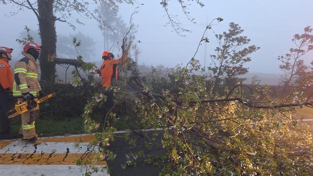 벚나무 쓰러지고 신호등 꺾이고…제주서 강풍 피해 잇따라